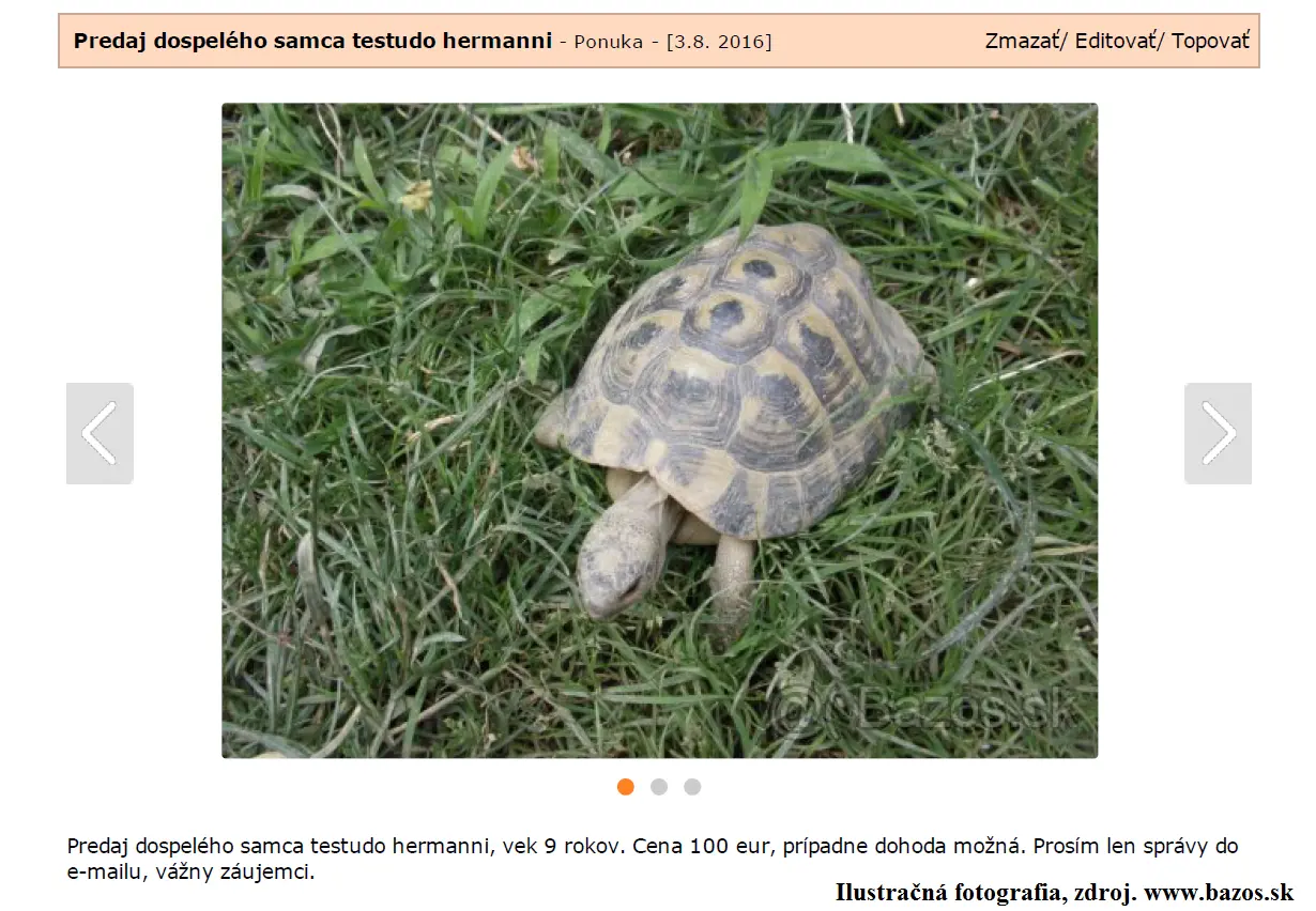 Korytnačka zelenkastá v Žiline